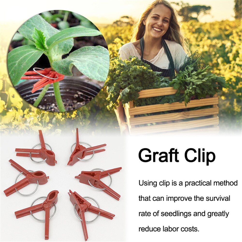 Clips de greffage en plastique pour plantes de jardin, 50 pièces, pince Anti-chute pour concombre, aubergine et pastèque, bouche ronde et plate