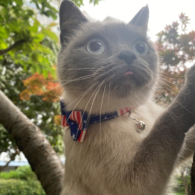 Kat Kraag Breakaway Met Leuke Strikje Amerikaanse Vlag En Bel Voor Kitty En Andere Kleine Honden Huisdieren Kitty Kitten kragen