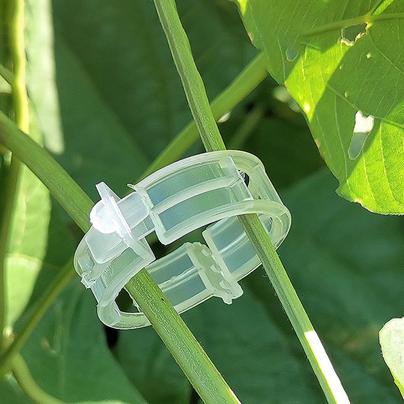 Clips de Support de Plantes de Jardin, Vigne, Tomate, Treillis, 50 Pièces