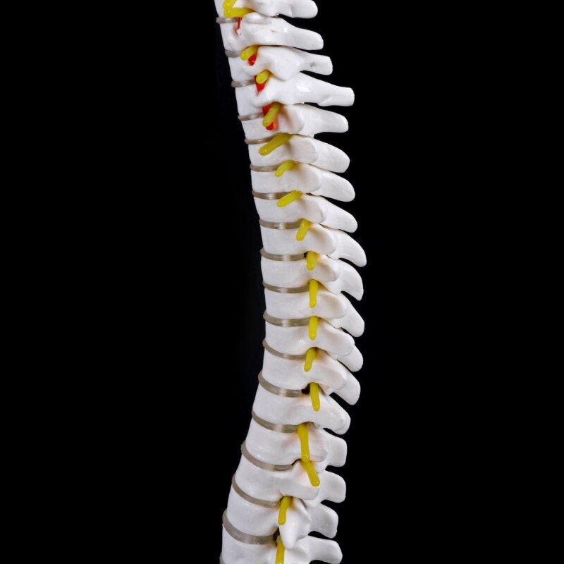 Best 45Cm Flexible 1:1 Adult Lumbar Bend Spine Model Humans Skeleton Model with Spinal Disc Pelvis Model Used for Massage ,Yoga