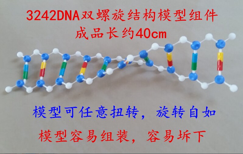 DNA Dubbele Helix Model Component Hoge School Biologie Experimentele Apparatuur DNA structuur model