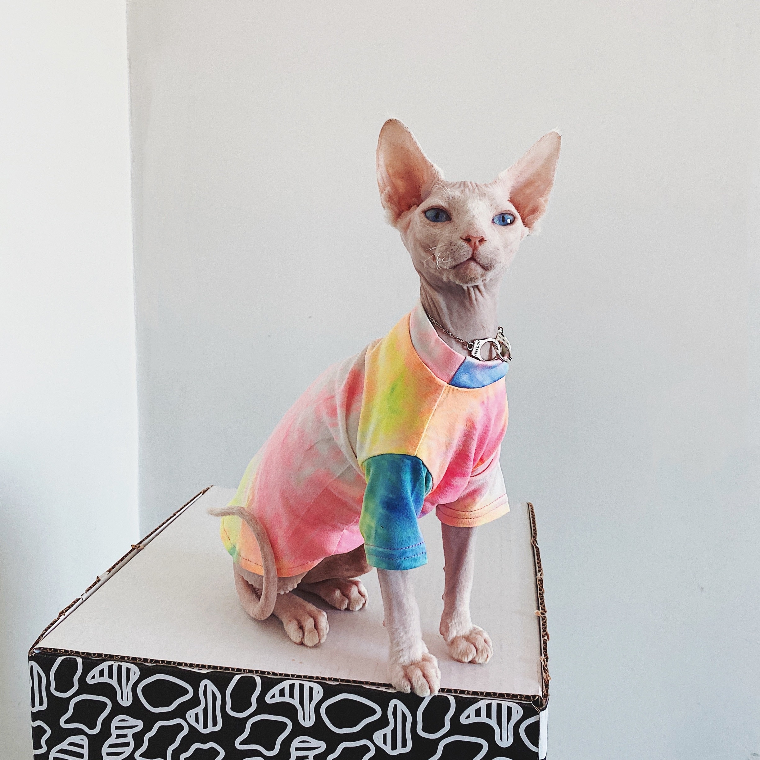 Hårløst kattetøj sphinx deven rainbow åndbar t-shirt kæledyrstøj til små hunde skjortetøj til katte