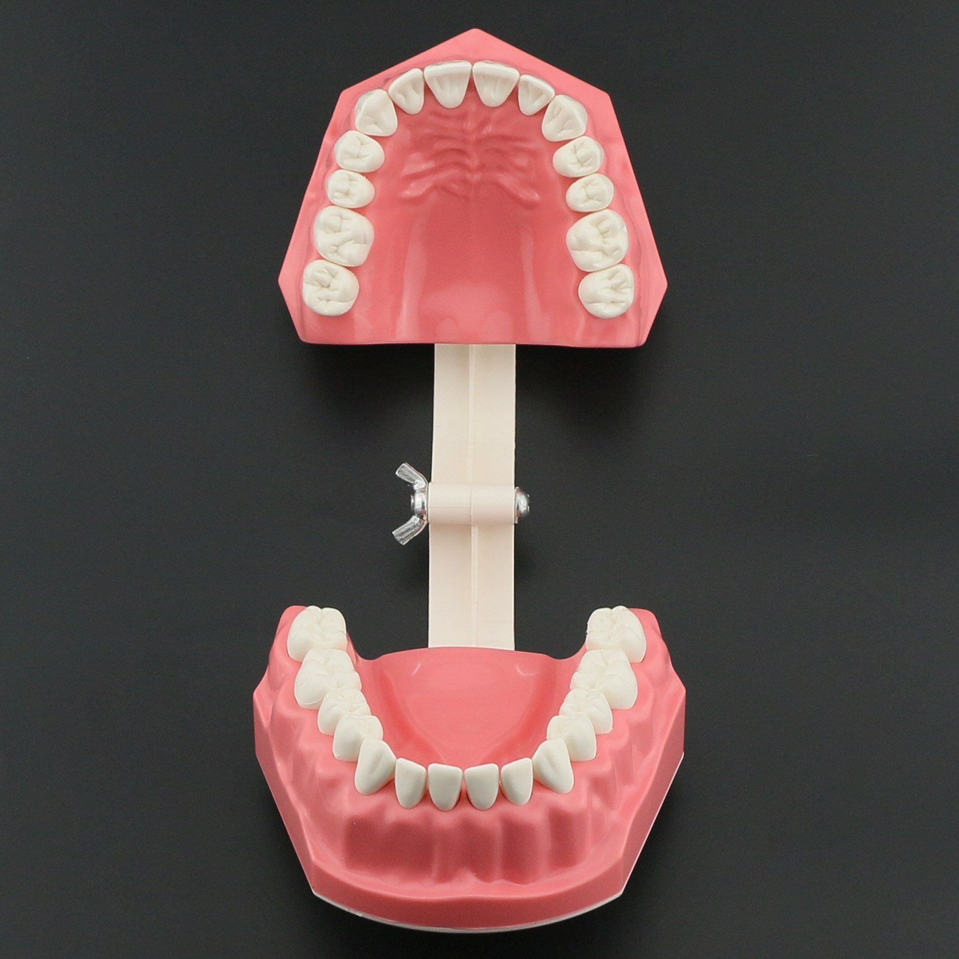 Dental Model Brushing Flossing Practice Teeth Typodonts Model Teaching Studying M7010