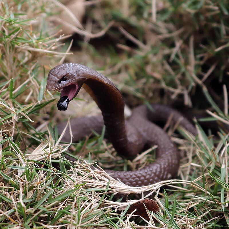 Solide Simulation faune serpent jouet roi Cobra petit Cobra modèle amphibien Reptile décoration