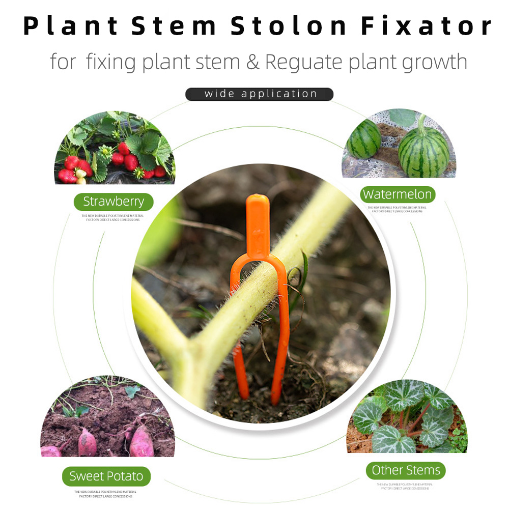 50PCS Plant Stem Stolon Fixator 55MM 65MM Garden Strawberry Planting Fork Watermelon Fastening Fixture Clamp Clip Plant Support