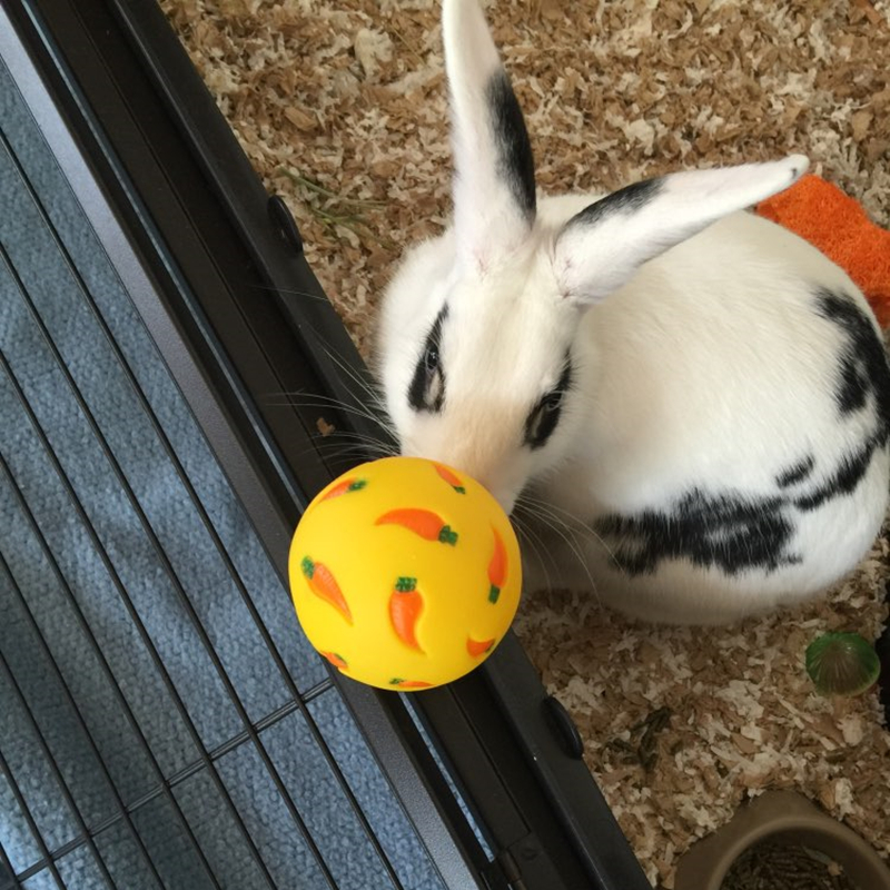 7Cm Snack Bal Voor Kleine Pet Hond Kat Konijn Cavia Hamster Behandelen Speelgoed