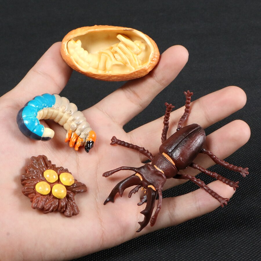 Butterfly Growth Cycle Bee Ladybug Spider Life Cycle Models Simulation Animal Model Action Figures Teaching Material For Kid: Stag-beetle set 1