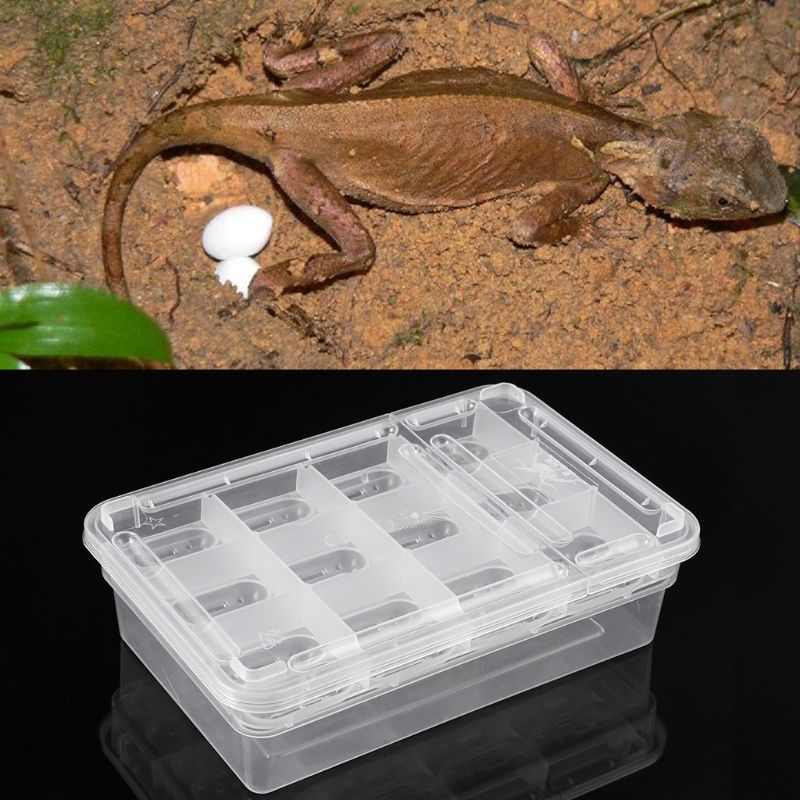 Caja incubadora de huevos para reptiles, bandeja para huevos, Gecko camaleón, herramienta de incubación
