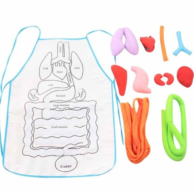 Anatomy Apron Human Body Organs Educational Insights Human Organs Home Apron Aids Toys For Children Body Teaching: English