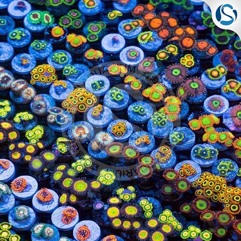 Coral fish tank SPS broken limb coral base. Coral fixing bracket. Coral fixing frame. Aquatic fish tank fixing tray