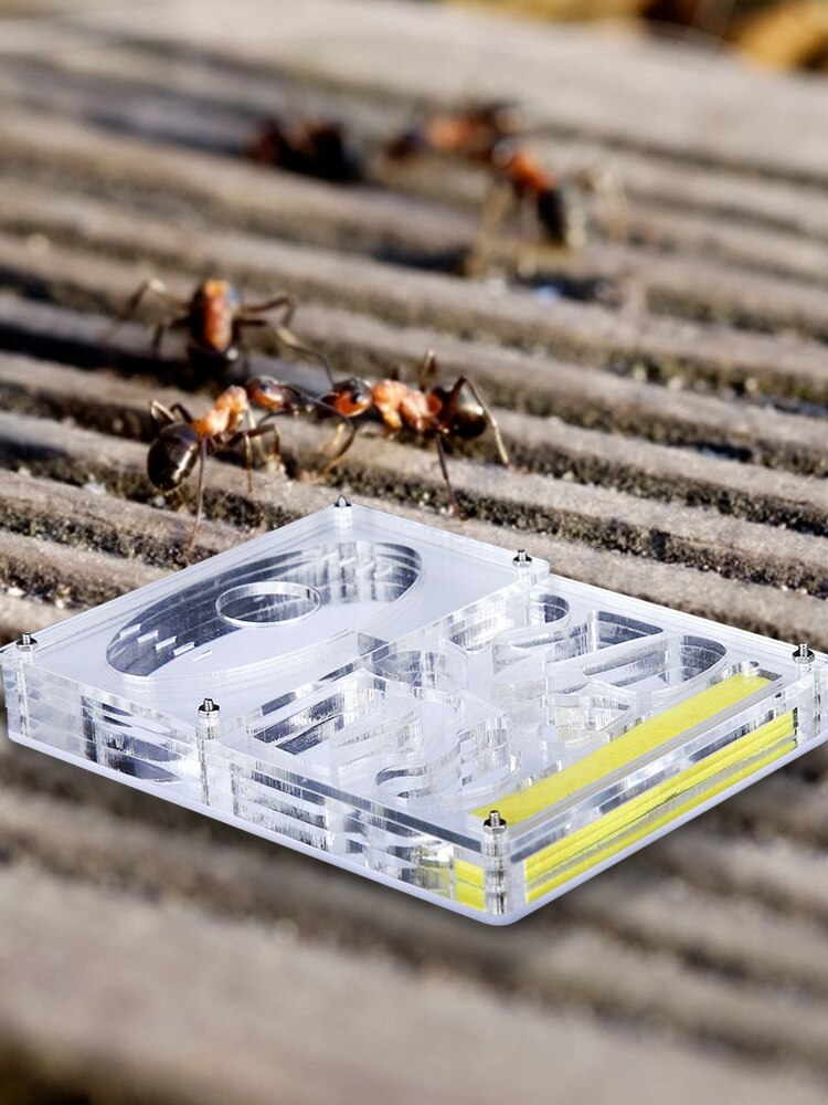 Fourmilière transparente en acrylique, boîtier de fourmis Durable, niche carrée, aménagement paysager, fourmilière, atelier, fourmilière pour animaux de compagnie