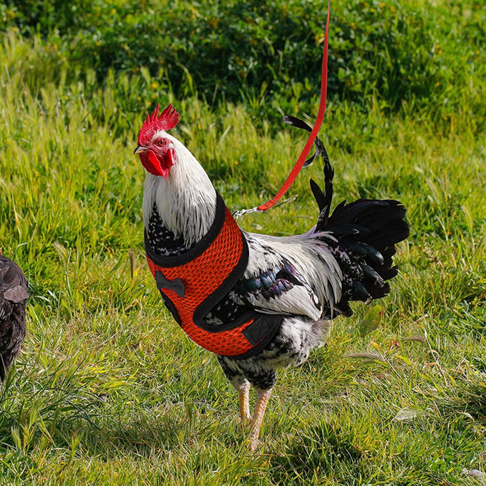 Harnais de poulet réglable, taille de poule avec laisse assortie, gilet élastique et confortable, respirant pour poulet canard chien chat