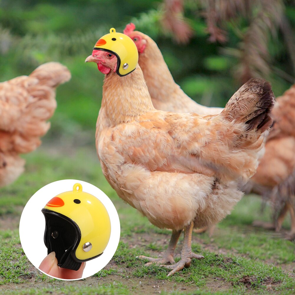 Casque de poulet pour petit animal de compagnie, rigide, avec tête d'oiseau, canard, caille, couvre-chef, protection de la tête