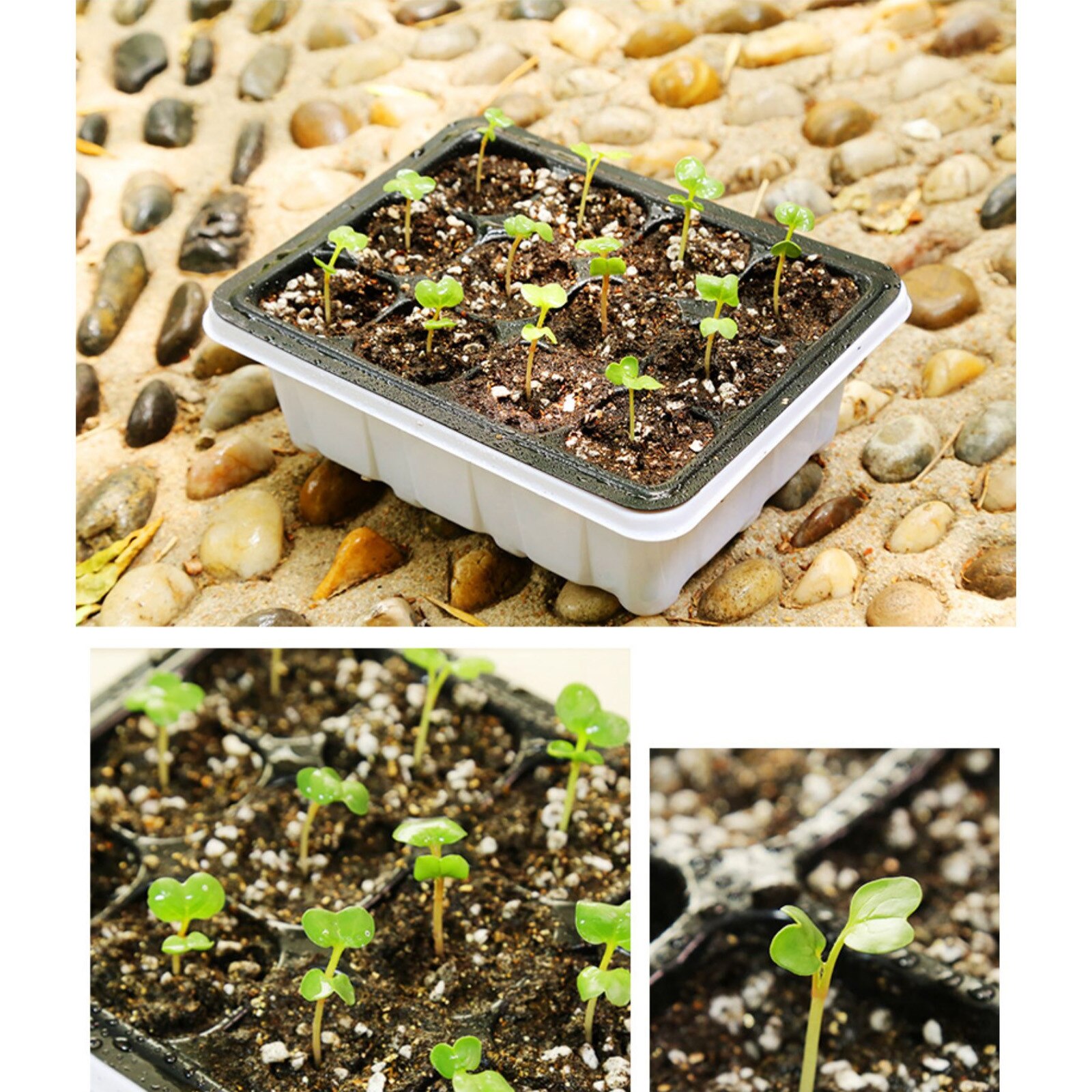 Greenhouse Propagation Box Greenhouse Propagation Tray Indoor Mini Greenhouse Propagation Set With Lid And Ventilationa