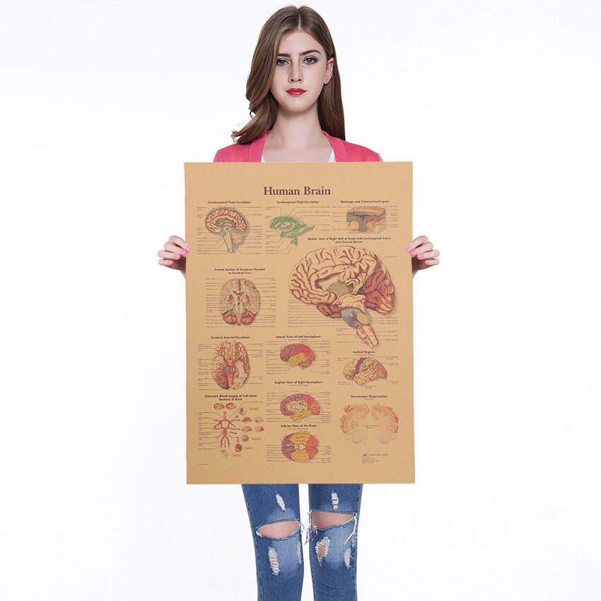 Kroppsstruktur nervesystem plakat kafé barer kjøkken dekor plakater årgang kraftpapir plakat retro veggklistremerker 42 x 30cm