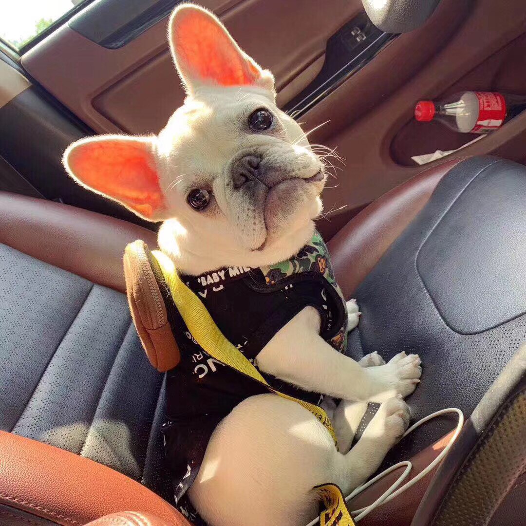 Small Dog Clothes Pet Cat Vest Cute Kitten Cat Costume Puppy Printed Black T Shirt Summer Thin Vest Pets Clothing Ropa Perro