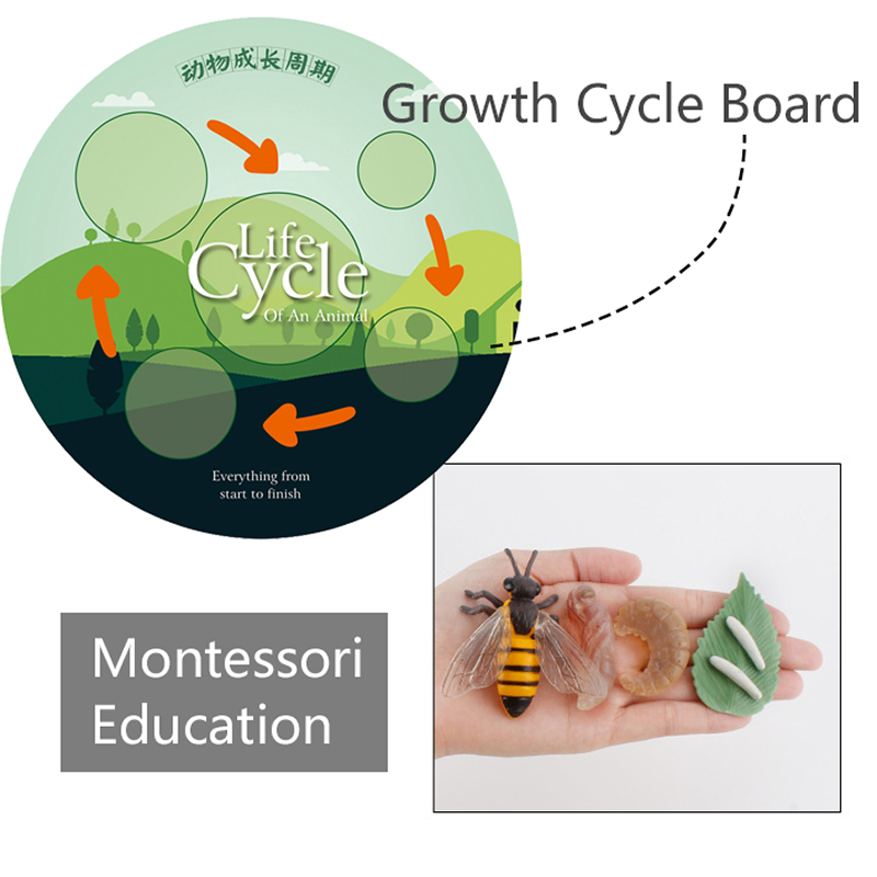 Barnsimulering biologimodell leksaker djur växtliv tillväxtcykel montessori pedagogisk inlärningsleksak för barn läromedel