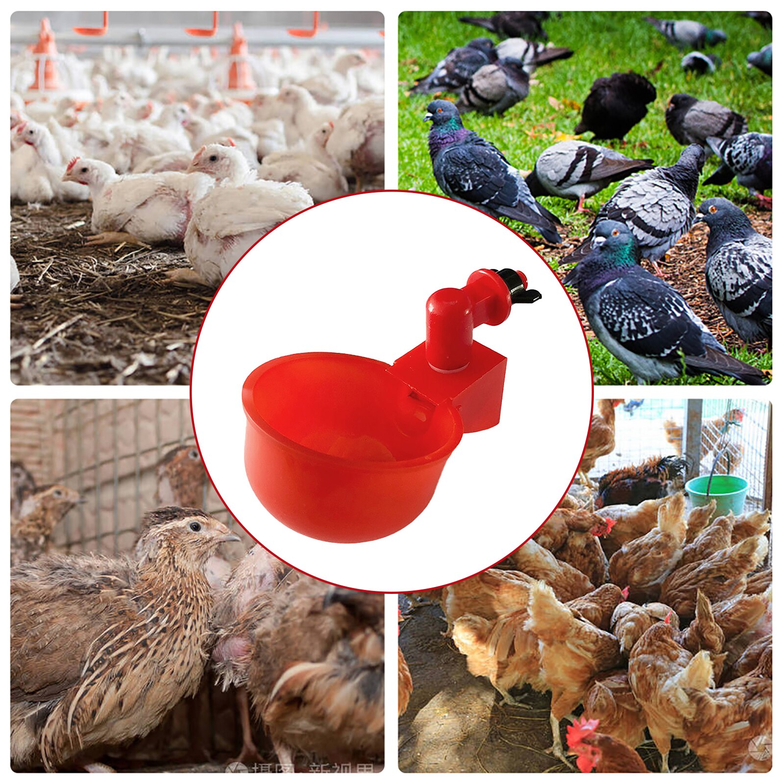 Abreuvoir automatique pour poulets, bol, abreuvoir pour volaille de ferme, mangeoire pour poules, canard, oies, dinde, caille