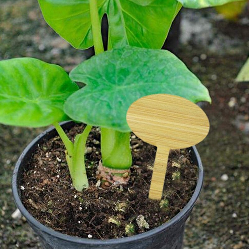 50 Pack Bamboo Plant Label, Oval Plant Label Seed Potted Herb Flower Mark Flower Vegetable (6 X 10 Cm)