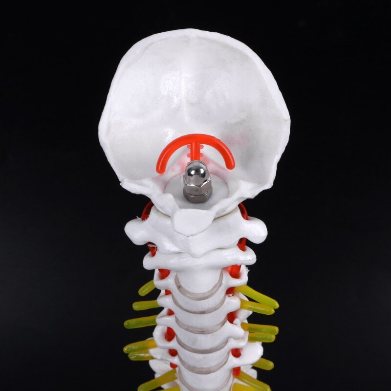 Best 45Cm Flexible 1:1 Adult Lumbar Bend Spine Model Humans Skeleton Model with Spinal Disc Pelvis Model Used for Massage ,Yoga