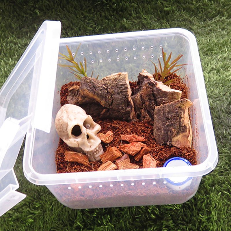 Krybdyr terrarium feeder avlskasse skildpadde edderkop firben bille insekt hus