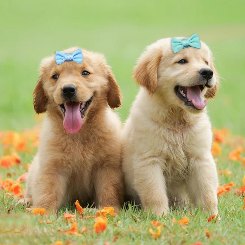 Pajarita compacta para mascotas, pinzas para el pelo, accesorios de peinado, pasador de Color vibrante para Festival