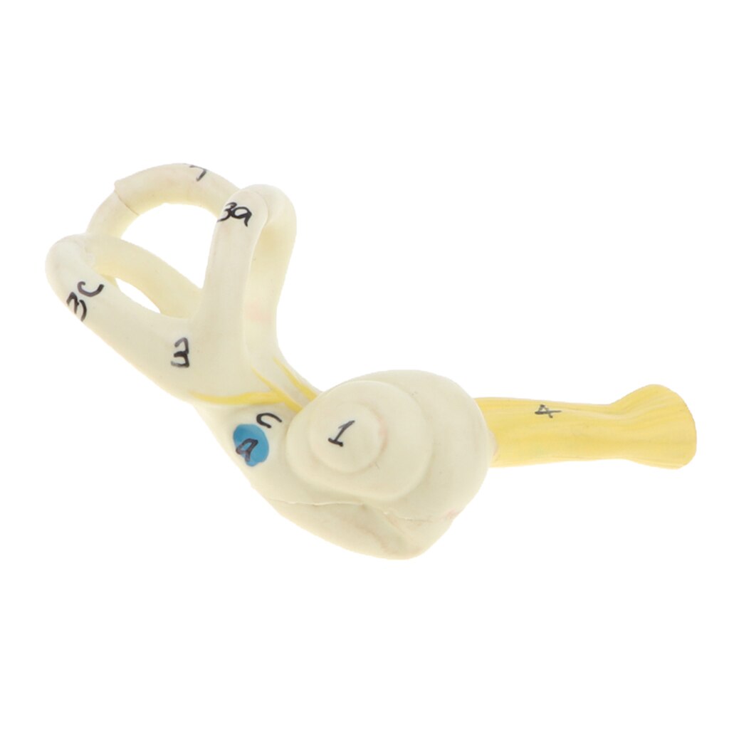 Magnification 5x Human Ear Semicircular Canal Cochlear Model Anatomical