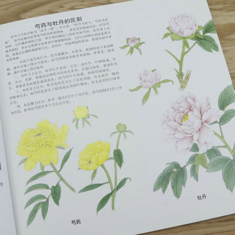 Traditional Chinese Painting Peony Technique Tutorial Paeonia Plum Blossom Freehand Painting Landscape Characters Practice Book