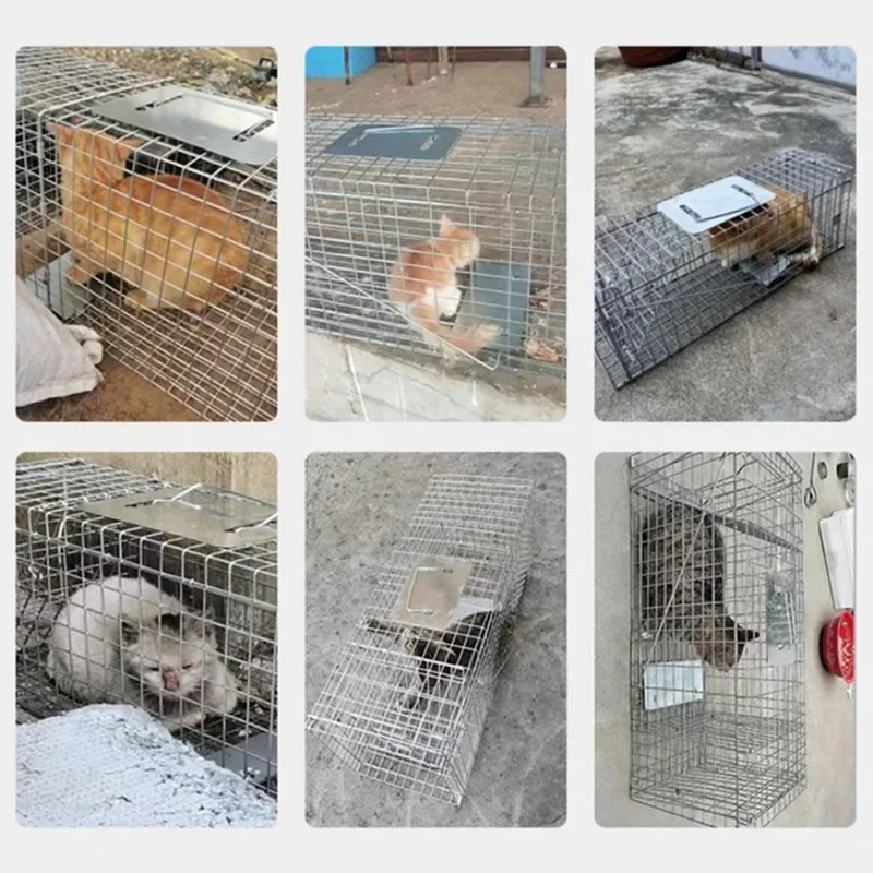 Foldable Reusable Humane Live Animal Trap for Small Dogs Raccoons Cats Groundhogs Opossums Fox Super Large 1-Door Mousetrap