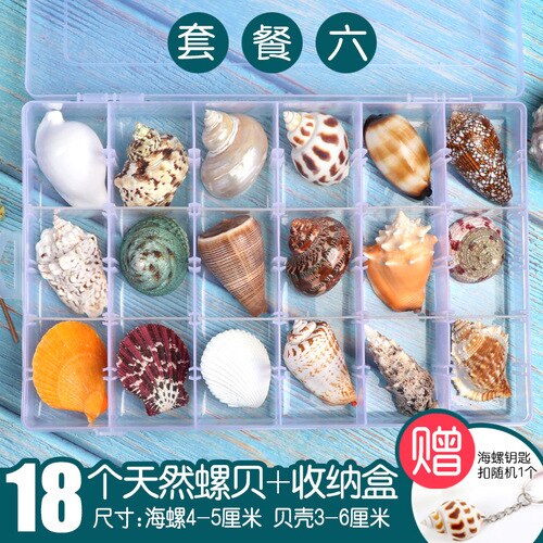 Natuurlijke Shell Schelp Exemplaren Populaire Wetenschappelijke Materialen Conch Geschenkdoos Kleuterschool Voorschoolse Mariene Biologie Collection Craft: 6