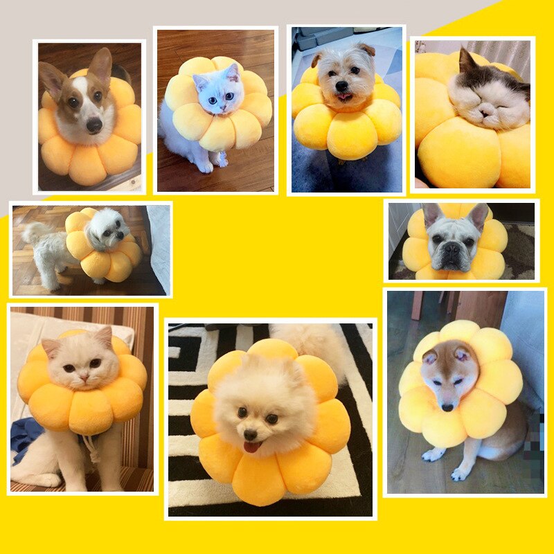 Collier élisabéthain pour chien et chat, joli tournesol, pour la santé, anti-rayures, anti-léchage, pour animaux de compagnie