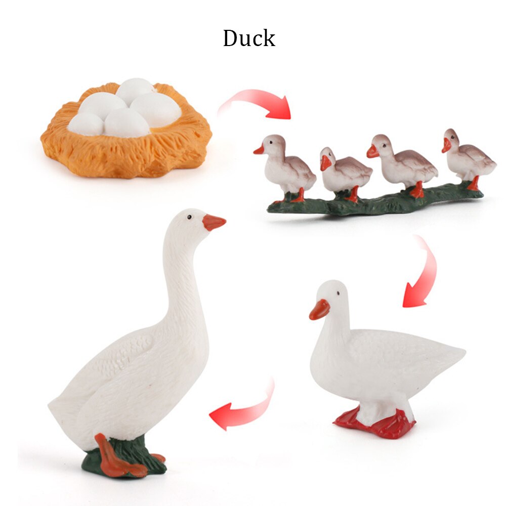 Simulation Animals Growth Cycle ButterflyLadybug Chicken Life Cycle Figurine Plastic Models Action Figures Educational Kids Toy: Duck