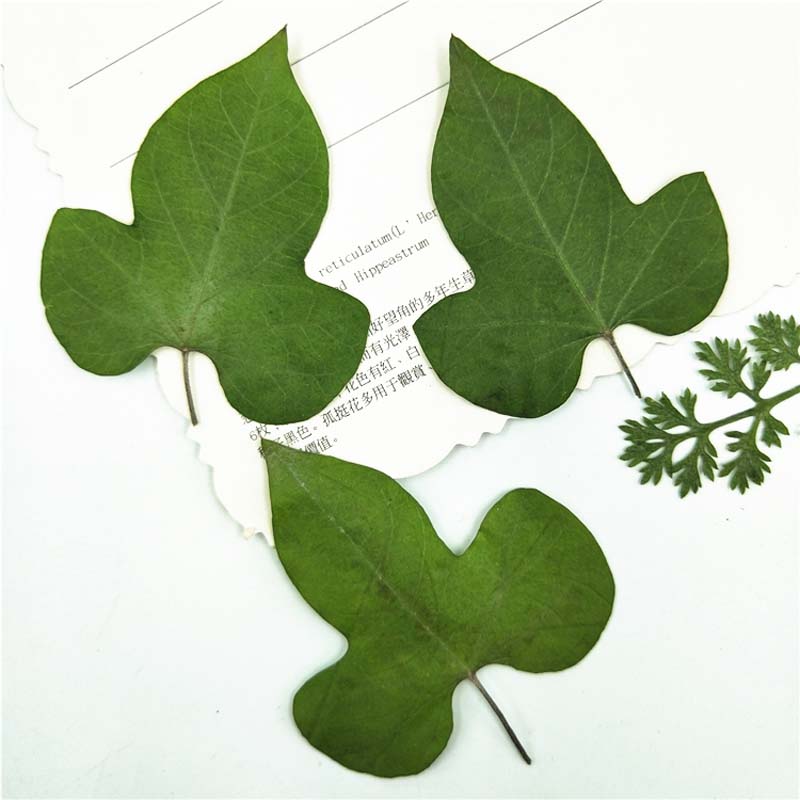 5-7CM/16PCS Morning glory leaves pressed flowers ，Real Plant Dry Press Leaves For DIY Craft Resin Jewellery,Bookmarks
