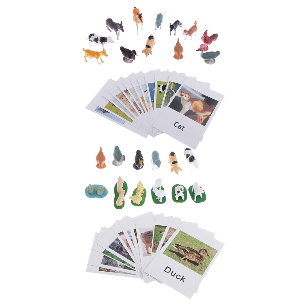 24Pc Education Animals Toy Animals Model Card Plastic & Paper Multicolor A+B