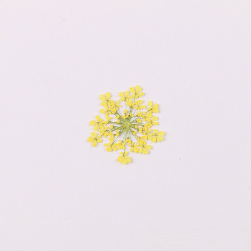 100 stk / pose vintergæk blomst naturlig tørret blomst presset blomst manicure tørret blomst dryp lim mobiltelefon cover gør det selv materiale: 1