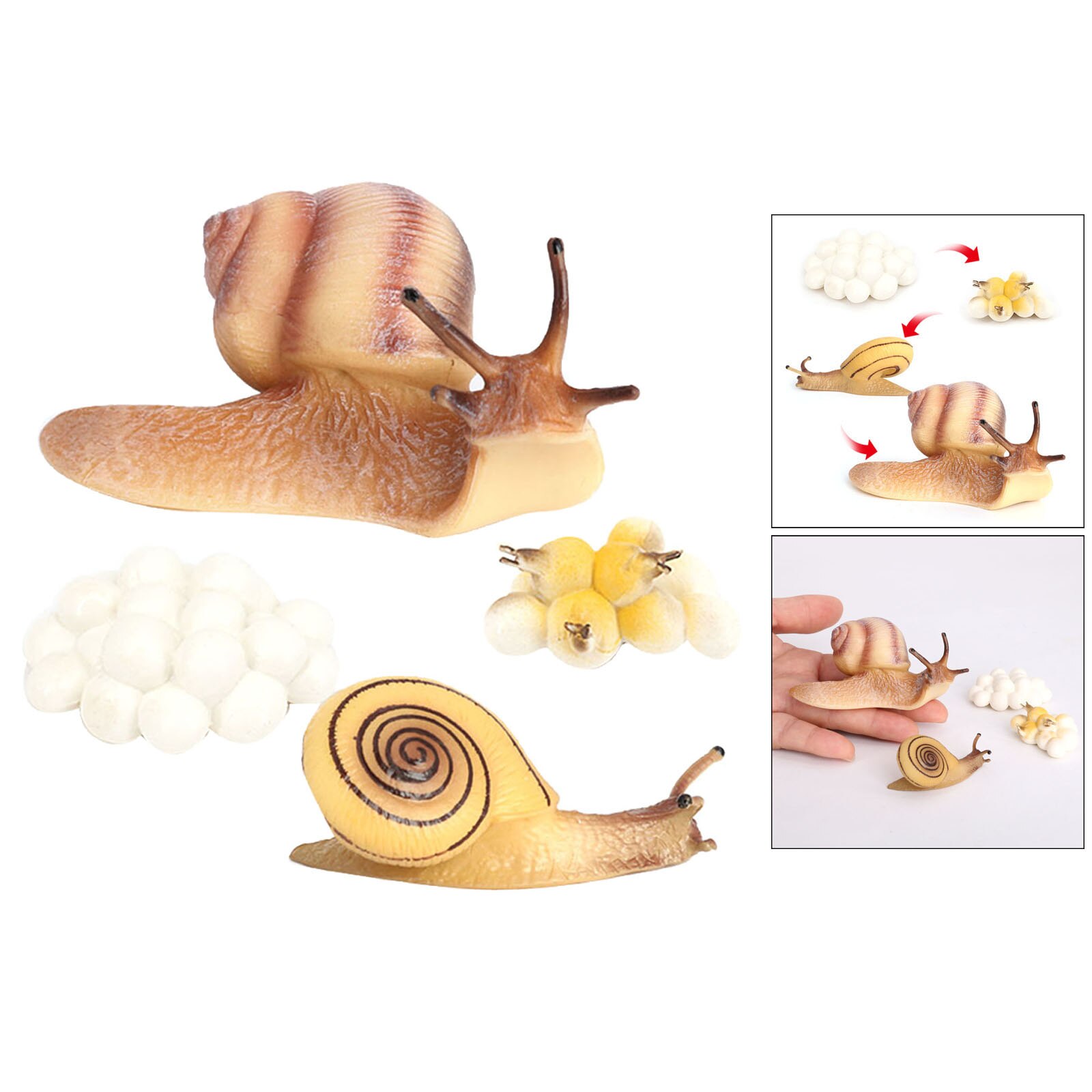 Growth Cycle Life Cycle of Snail Insects Figure Model Portico