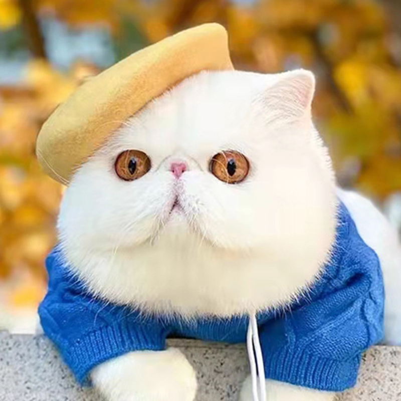 Solid Color Pet Hat Painter Wool Hat Dog Beret Mini Decorative Photo Headwear Pet Memorial Christmas Luxury Beret Hat