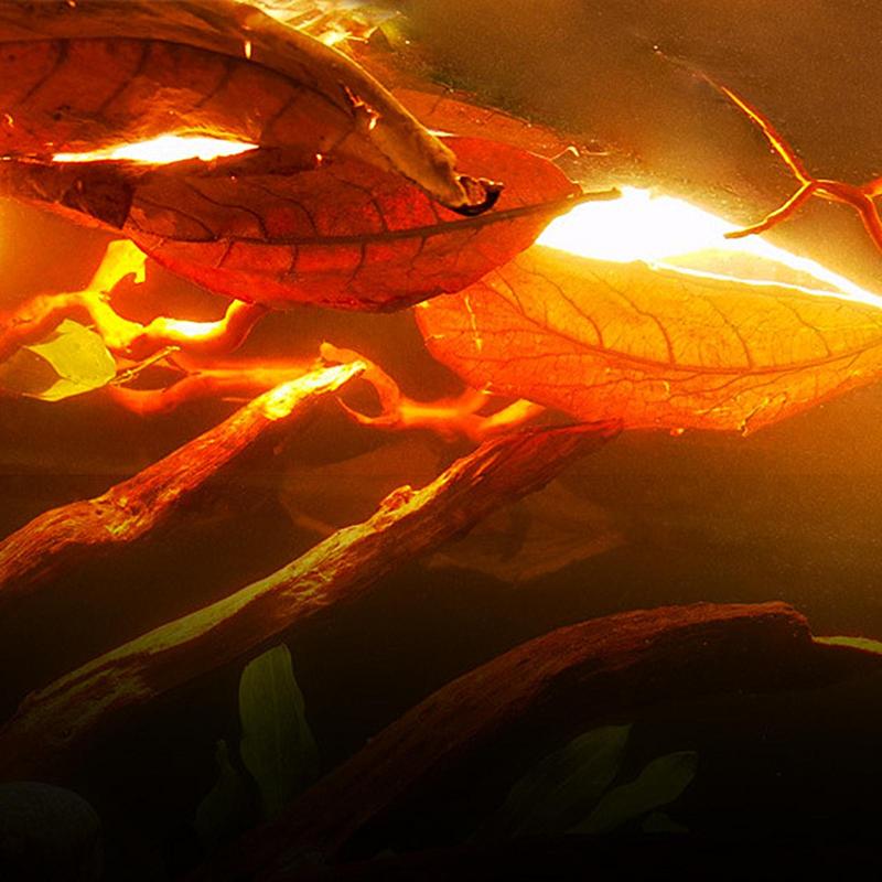 Hojas de almendras para peces Betta, hojas de acondicionador de agua, hojas de Catappa de pescado Beta, crea el ambiente de la selva tropical, reduce el tanque