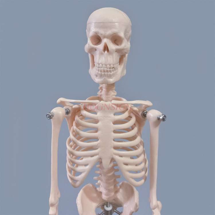 45cm Menschlichen Körper Skelett Modell Skelett Anatomie Struktur Wirbelsäule Schädel Kopf Gemeinsamen Tätigkeit Lehre bilden