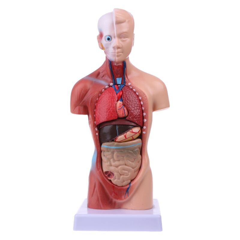 Organi interni anatomici di anatomia del modello del corpo del busto umano per insegnare U4LD