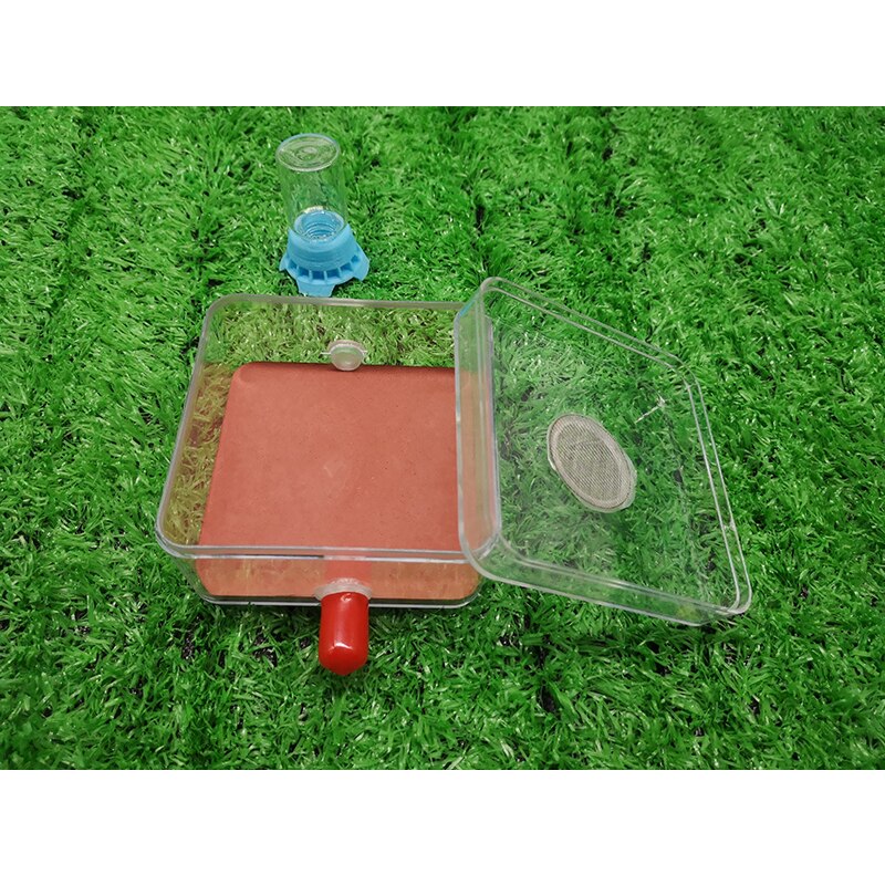 Ant Transparent Activity Area Connects Ant Nest Acrylic Plaster Anthill Ant