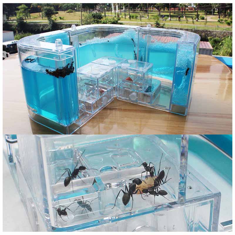 Hormigas acrílicas 3D para granja de hormigas, accesorios educativos de decoración, caja de hormigas mundial