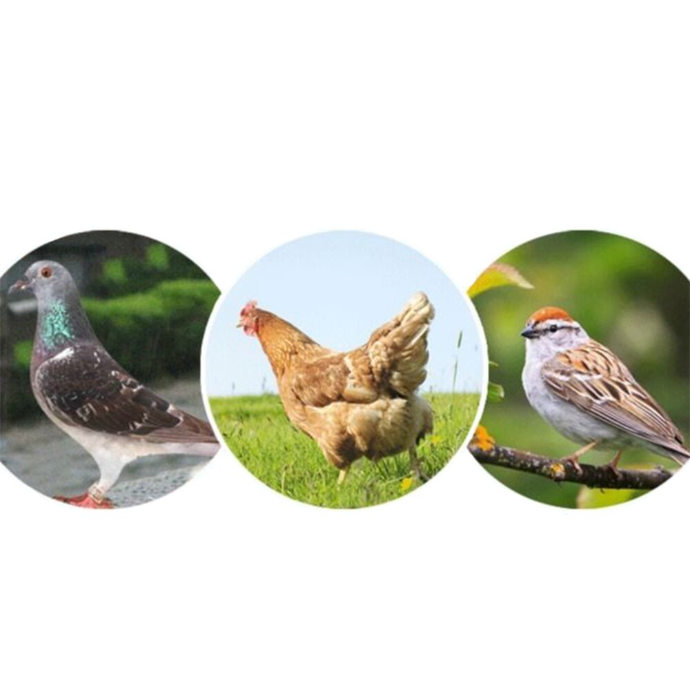 1PCS Clamshell Plastic Poultry Feeder Box With 16-Hole Ground Feeder For Chicken, Quail, Pigeon And Other Poultry Feeding Tools