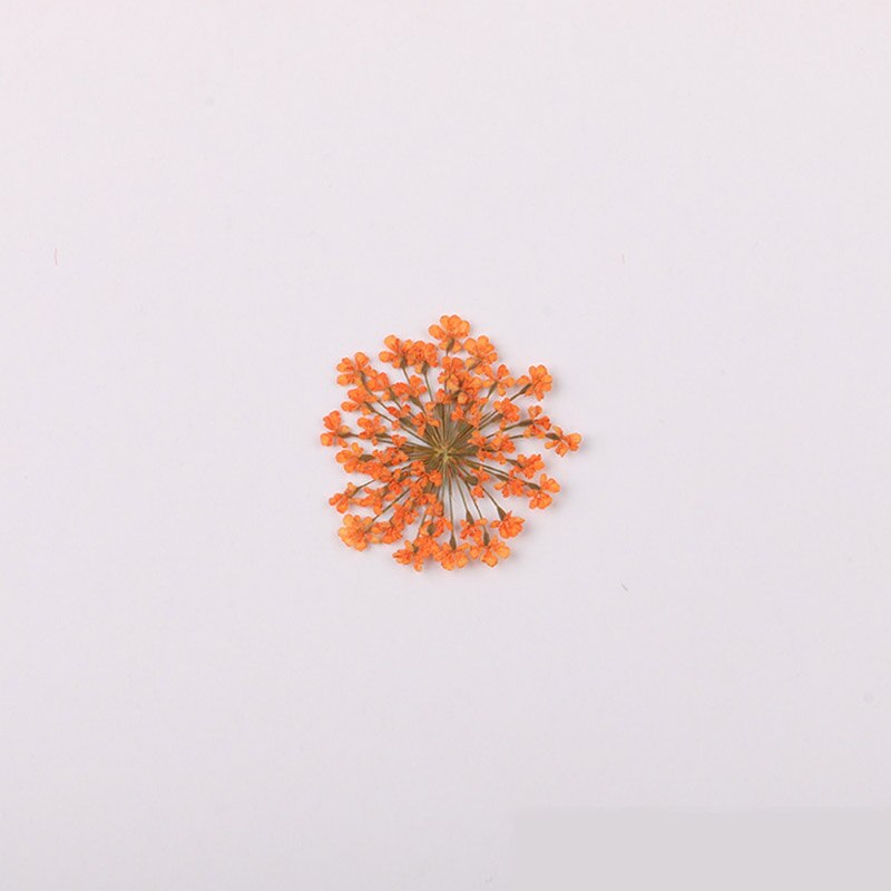 100 stk / pose vintergæk blomst naturlig tørret blomst presset blomst manicure tørret blomst dryp lim mobiltelefon cover gør det selv materiale: 11