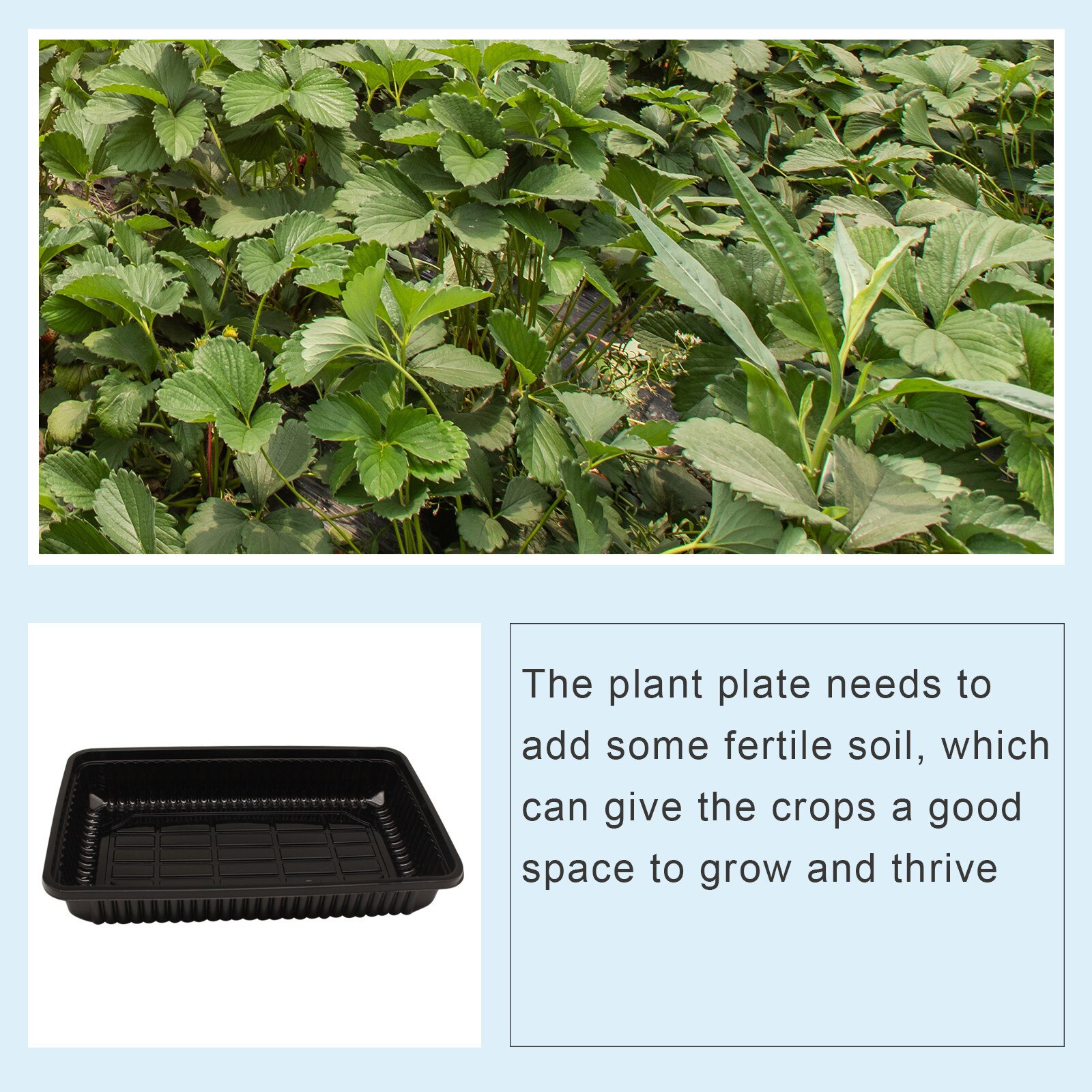 Garden Nursery Pot Square Black Cultivation Pot Small Transparent Agricultural Seedling Tray Flower Vegetable Seed Plant Tray