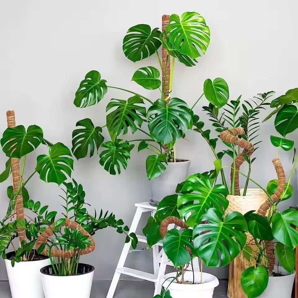 1pc pólo de musgo dobrável para plantas pólos de musgo para plantas de escalada | Suporte para plantas Monstera em fibra de palmeira de coco | Coco feito à mão