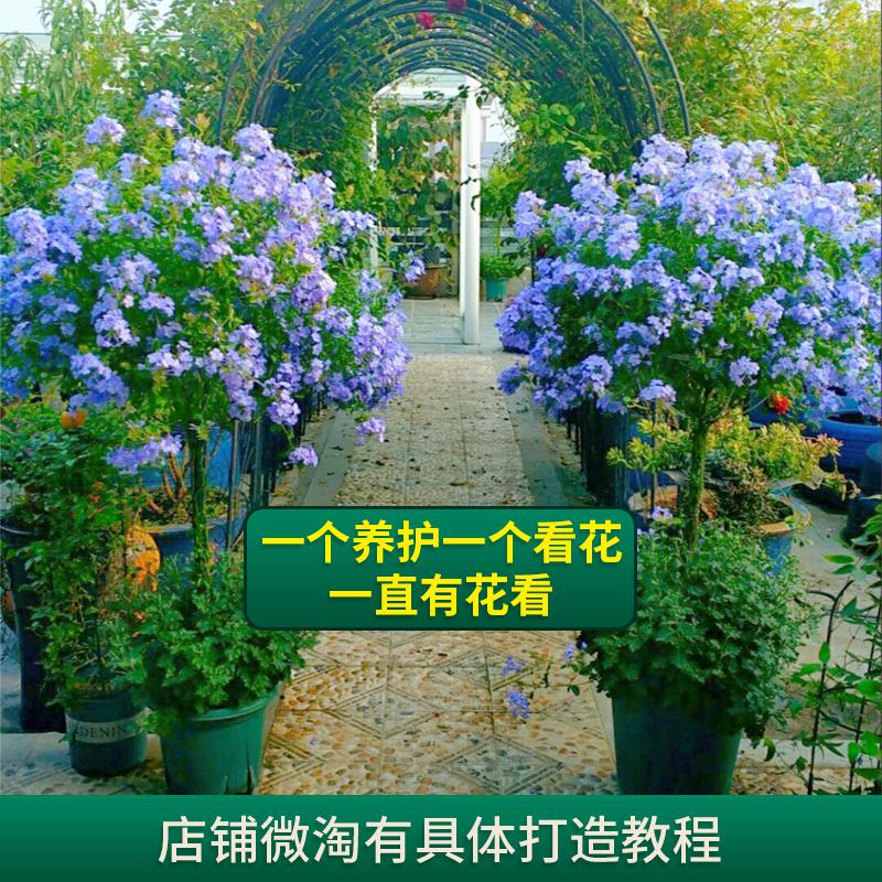 600 Lollipop wrought iron ball windmill jasmine plant shape ball climbing frame flower stand rattan stand