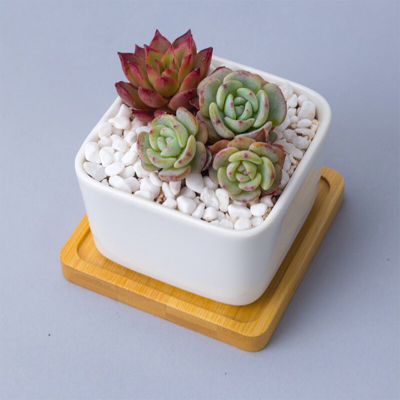 Minimalist Simple White Desktop White Ceramic Flowerpot With Bamboo Tray Succulent Plant Pot Cactus Planter Flower Pot