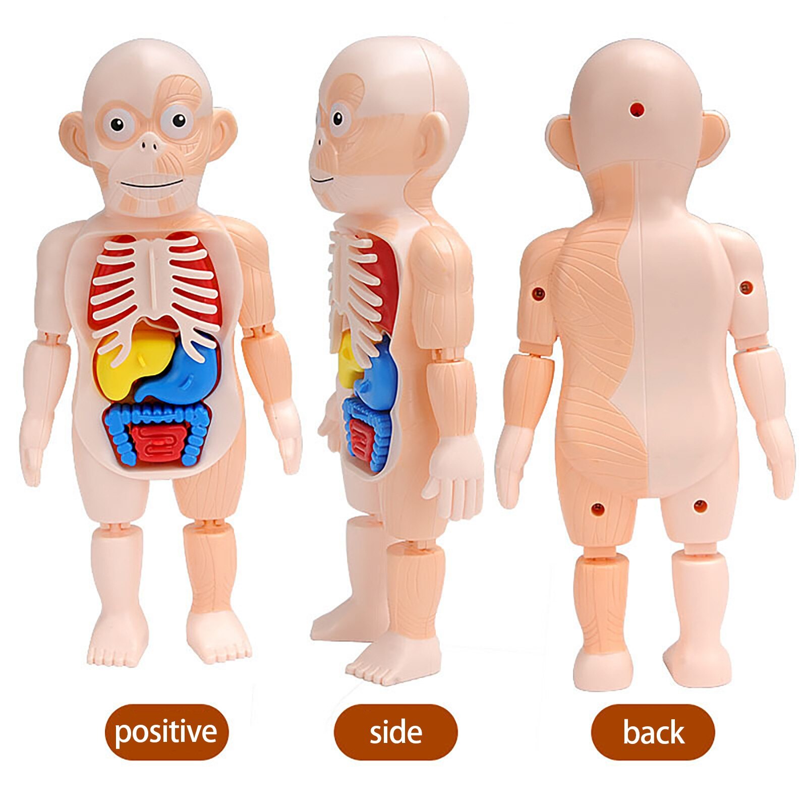 Menselijk Orgel Model Diy Gemonteerd Enlightenmen Speelgoed Kinderen Wetenschap En Onderwijs Biologie Kids Diy Wetenschap Educatief Speelgoed