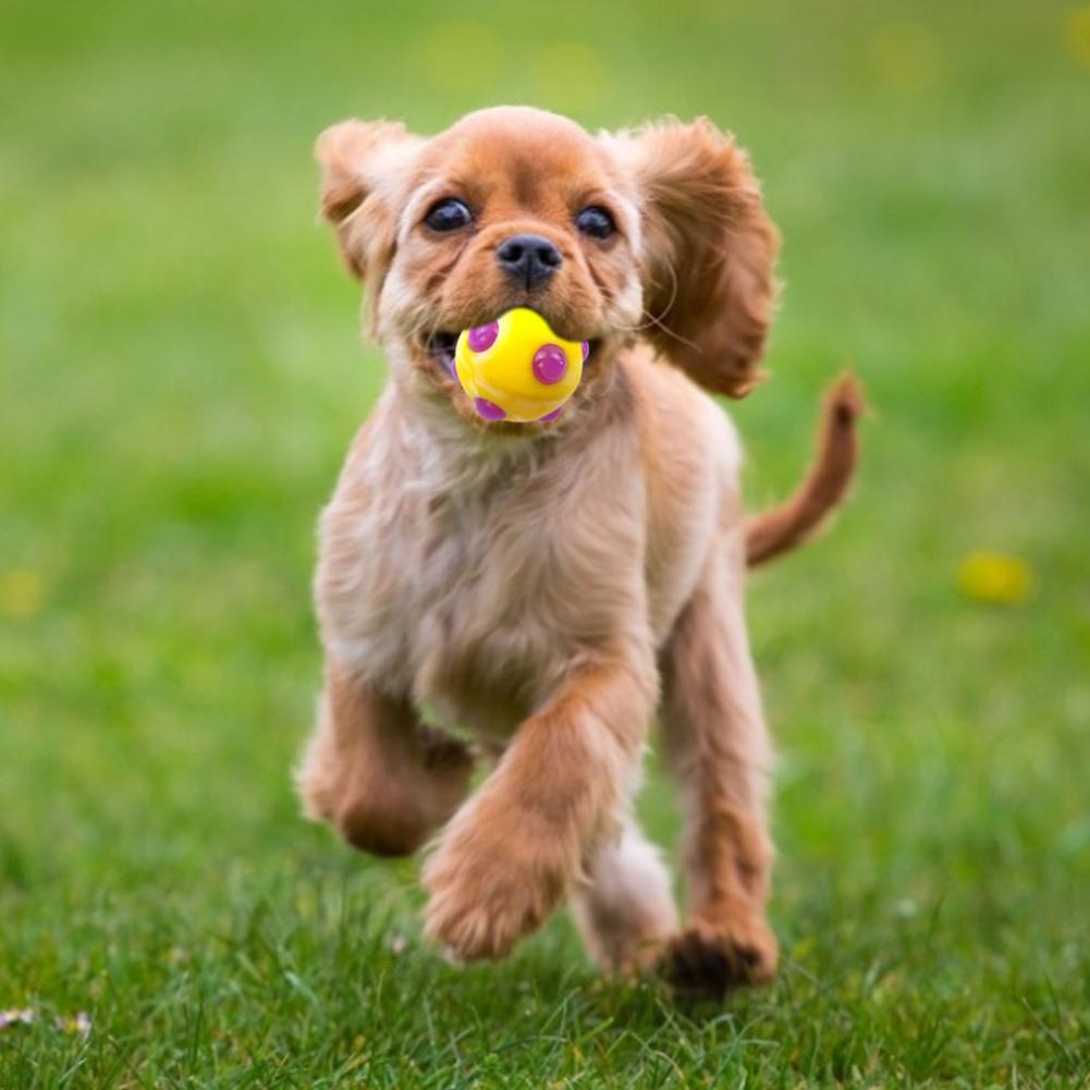 Dog Molar Ball Bite Resistance Safe TPR LED Dancing Ball Toys for Dog